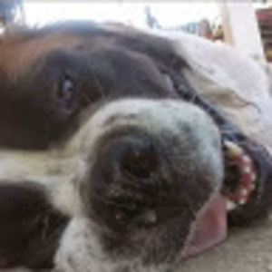 Meet your Posher, Ray